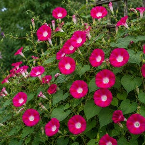 Op de afbeelding: Een klimplant met talloze levendige magenta ochtendgloriebloemen met witte centra, verspreid tussen weelderige groene hartvormige bladeren. De trompetvormige bloesems bevinden zich in verschillende stadia van bloei op een klimrek.