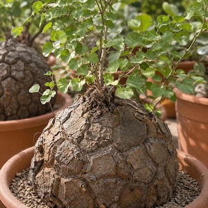 Könnte beinhalten: Eine Dioscorea elephantipes Pflanze mit einem großen, kugelförmigen, korkartigen Caudex mit einem ausgeprägten geometrischen, rissigen Rindenmuster. Dünne, holzige Stängel wachsen aus der Oberseite und tragen zahlreiche kleine, runde, hellgrüne Blätter in einem Terrakottatopf.