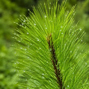 Peut inclure: Une branche de pin d'un vert éclatant dotée d'aiguilles longues et fines recouvertes de gouttelettes d'eau claires et scintillantes. La tige centrale est brune et texturée, soutenant les grappes d'aiguilles rayonnantes vers l'extérieur.