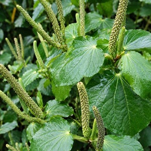 May include: A lush plant featuring glossy, heart-shaped, vibrant green leaves with prominent veins. Numerous slender, upright, textured green flower spikes emerge from the centre of the foliage, creating a dense and uniform botanical display.