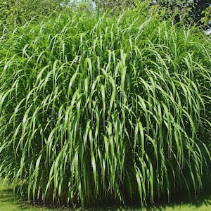Puede incluir: Una planta ornamental herbácea grande y redondeada con hojas densas, arqueadas y de color verde brillante que crecen desde una base central, creando una forma completa de fuente con hojas largas, delgadas y puntiagudas que caen hacia el suelo.