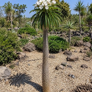 Peut inclure: Une grande plante Pachypodium lamerei élancée avec un tronc épais, épineux et clair, surmonté d'une couronne de longues feuilles étroites vert foncé et d'un bouquet de fleurs blanches à cinq pétales au centre du feuillage.