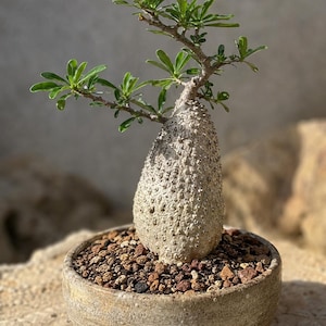 Op de afbeelding: Een Pachypodium-vetplant met een dikke, getextureerde, lichtgrijze caudex en dunne, groene, lancetvormige bladeren die aan slanke takken groeien. De plant staat in een ronde, beige keramische kom gevuld met donkere, grove vulkanische aarde.