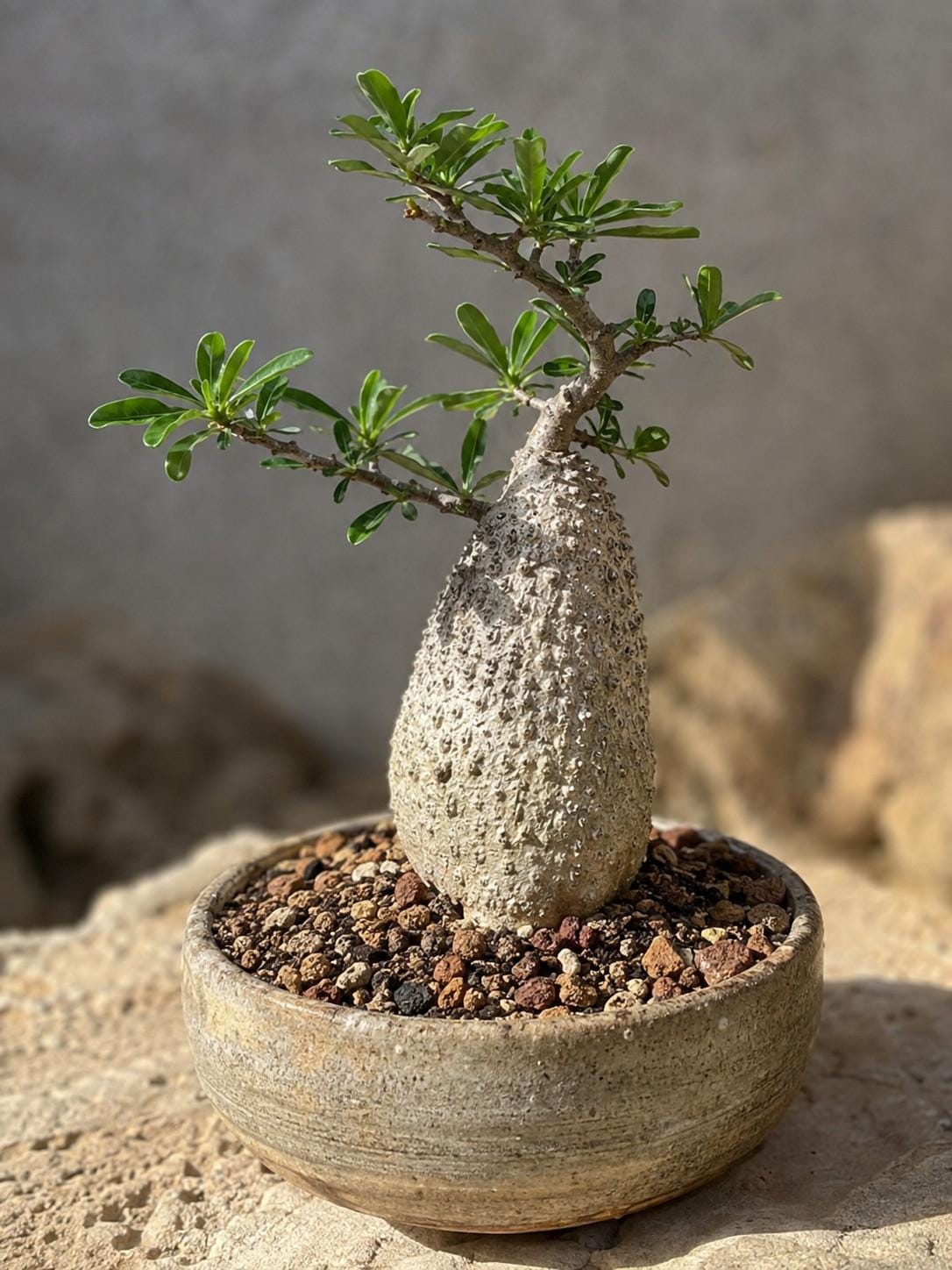 Caudex - Etsy Israel