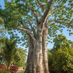 Puede incluir: Un gran baobab con un tronco grueso, texturizado y de color gris claro, con ramas extendidas cubiertas de hojas verdes. El árbol se alza prominentemente en una zona de césped con árboles verdes más pequeños y arbustos con flores rosas.