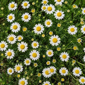 Op de afbeelding: Een dichte groep kamillebloemen met heldergele harten omringd door delicate witte bloemblaadjes, tegen een achtergrond van fijn, vederachtig groen blad. De compositie toont talloze bloesems in verschillende stadia van bloei.