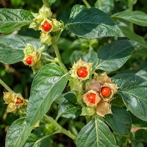 Può includere: Una pianta con foglie appuntite verde scuro e diverse piccole bacche sferiche rosso brillante. Ogni bacca è parzialmente racchiusa in un calice cartaceo color marrone chiaro a forma di stella che si apre per rivelare il frutto liscio e rotondo.