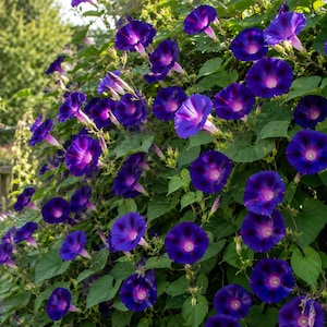 Op de afbeelding: Een dichte tros van levendige ochtendgloriebloemen met dieppaarse en blauwe bloemblaadjes en helderwitte centra. De trompetvormige bloesems zijn omgeven door weelderige groene hartvormige bladeren, wat zorgt voor een dikke, uitgestrekte klimplant.