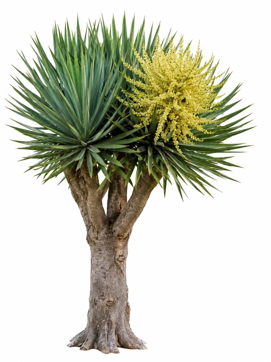 Dracaena draco - Etsy 日本