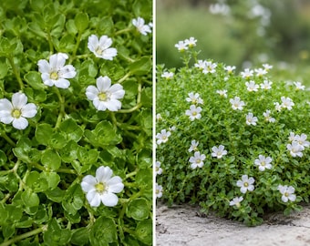 Könnte beinhalten: Eine dichte Bodendeckerpflanze mit kleinen, runden, leuchtend grünen Blättern und zahlreichen zarten weißen Blüten mit fünf Blütenblättern und gelben Mitten, dargestellt in einer Nahaufnahme und einer Gesamtansicht.