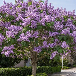 Puede incluir: Un árbol grande en plena floración cubierto de densos racimos de pequeñas flores de color púrpura claro y hojas verdes anchas en forma de corazón. El árbol tiene un tronco grueso de color marrón claro y ramas extendidas que crean un dosel de flores.