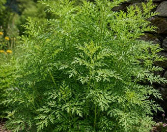 Artemisia annua – Assenzio annuale – 500 semi
