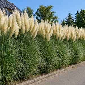 Pode incluir: Uma longa fila de plantas de erva-das-pampas com folhagem verde densa e arqueada, apresentando numerosos penachos verticais de cor creme. As plantas estão dispostas numa linha contínua ao longo de uma estrada pavimentada.
