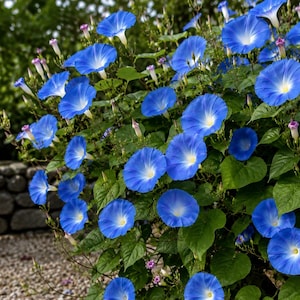Ipomoea tricolor 'Heavenly Blue' – Himmelblaue Prunkwinde – 2.000 Samen