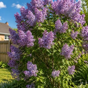 Puede incluir: Un gran arbusto de lilas en plena floración, cubierto de densos racimos de flores de color púrpura claro y hojas verdes en forma de corazón, que se alza bajo un cielo azul despejado con nubes dispersas en un jardín soleado.