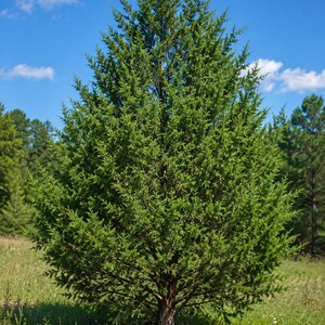 Può includere: Un alto albero sempreverde di forma conica con un fogliame verde denso e vibrante e un tronco strutturato di colore marrone chiaro. L'albero presenta foglie aghiformi disposte in un fitto schema di ramificazione, eretto in un campo aperto.