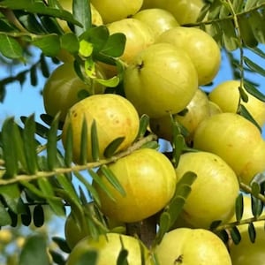 May include: A cluster of round, light green amla fruits hanging from a branch with small, pinnate leaves. The fruits have a smooth, firm skin with subtle vertical segments visible, and they are densely packed among the foliage against a blue sky.
