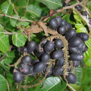 May include: A cluster of dark purple, oval-shaped fruits hanging from a woody stem among green leaves. The fruits have a smooth, matte texture and are attached to thin, fibrous, light brown stalks that extend from the main branch of the plant.