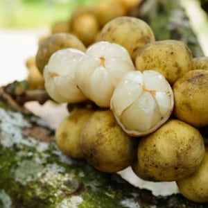 May include: A cluster of langsat fruit growing on a tree branch. The round fruits have thin, tan-colored, textured skins. Some fruits are peeled to reveal translucent, segmented, white, juicy pulp inside, showing the natural structure of the fruit.