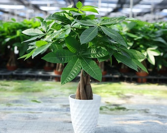 Pianta dell'albero dei soldi intrecciata, vaso con motivo a rombi, pianta d'appartamento portafortuna Feng Shui (10 cm)