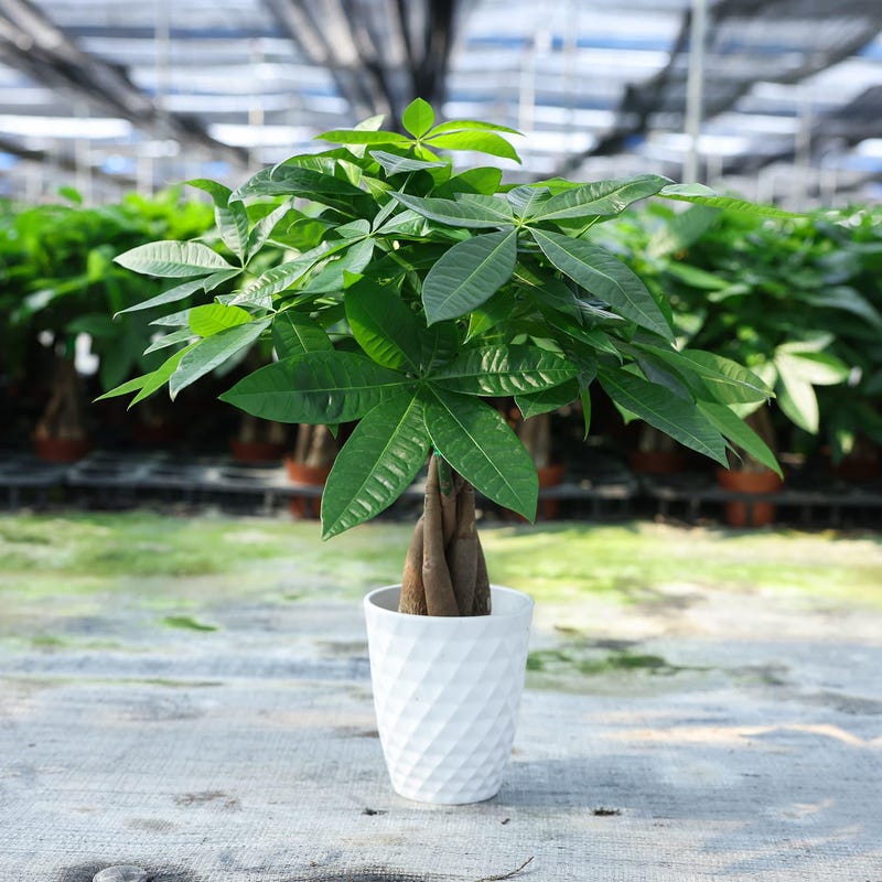 Montei Tree Braided 4 Inch Money Tree - Etsy