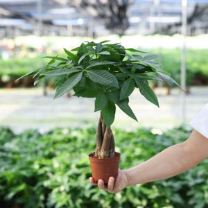 May include: A Pachira aquatica plant, commonly known as a money tree, featuring a braided brown trunk and vibrant green, palmately compound leaves. The plant is potted in a simple, round, terracotta-colored plastic container.