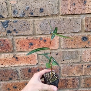 May include: A young plant with slender, elongated green leaves featuring prominent white veins, growing in a small, square black plastic nursery pot filled with soil and perlite, positioned against a textured, reddish-brown brick wall.