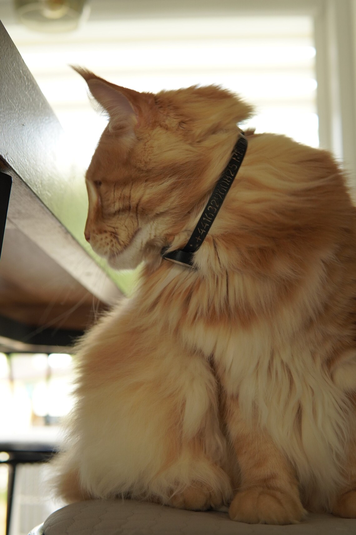 best cat collar for airtag