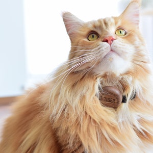 K&ouml;nnte beinhalten: Eine rot-wei&szlig;e Katze mit einem Halsband und einem Holzanh&auml;nger mit der Aufschrift "TIGER". Die Katze blickt mit offenen Augen nach oben. Sie hat lange Schnurrhaare und befindet sich in einem Innenraum.
