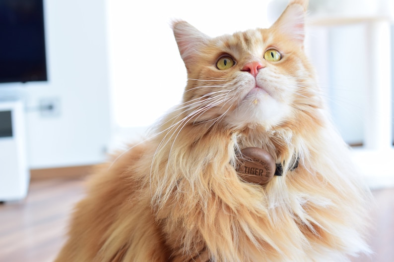 K&ouml;nnte beinhalten: Eine rot-wei&szlig;e Katze mit einem Halsband und einem Holzanh&auml;nger mit der Aufschrift "TIGER". Die Katze blickt mit offenen Augen nach oben. Sie hat lange Schnurrhaare und befindet sich in einem Innenraum.
