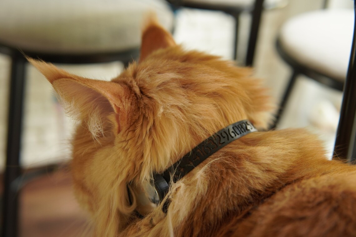 best cat collar for airtag