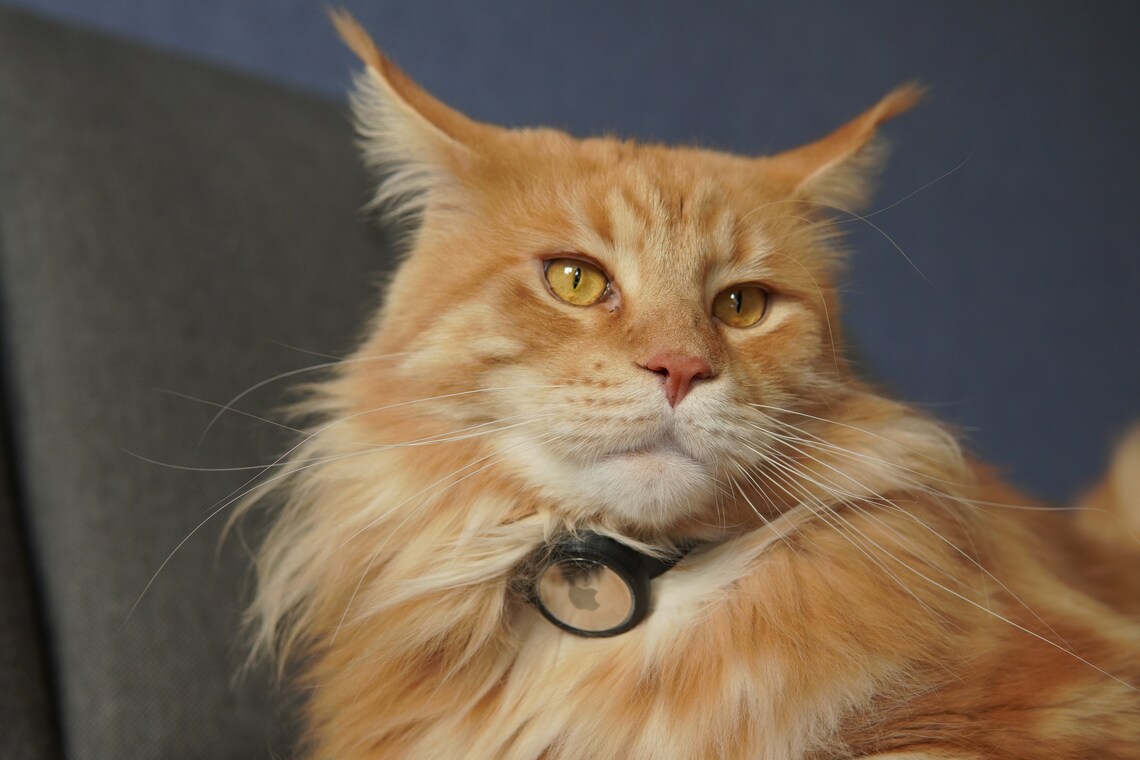 Airtag CAT collar holder case Apple Silent tag no jiggle free Etsy