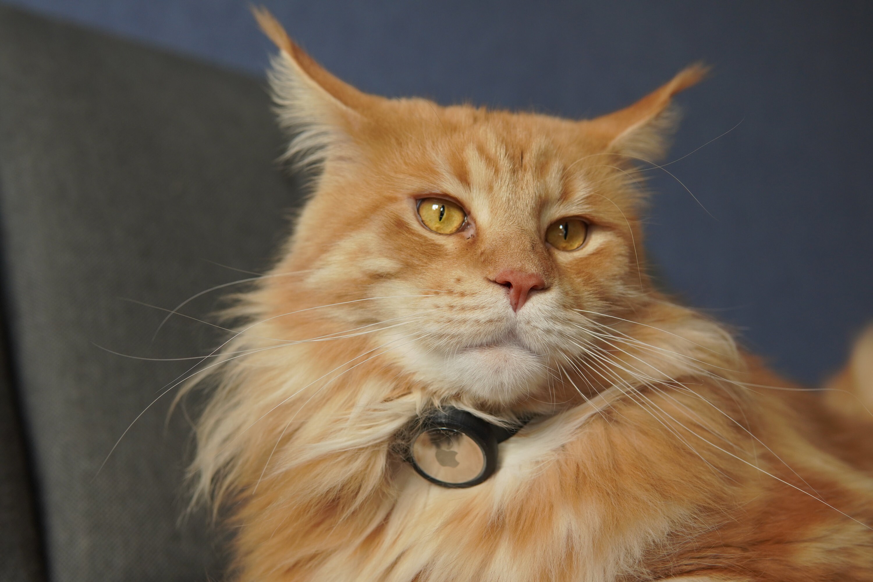 Airtag CAT Collar Holder Case Apple Silent Tag No Jiggle Free - Etsy UK