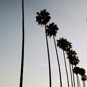 Los Angeles Photography, Hollywood Palm Trees. L.A. Photograph Print. Black & White with hue. Los Angeles Photography. Home Decor Wall Art