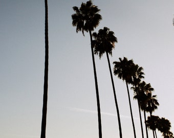 Los Angeles Photography, Hollywood Palm Trees. L.A. Photograph Print. Black & White with hue. Los Angeles Photography. Home Decor Wall Art