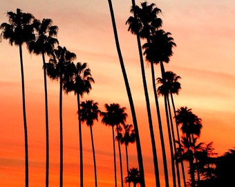Palm Trees and Sunset Photography in LA, California.  Los Angeles Palm Tree Photography. Hollywood. California Photography, LA Photo. LA Art
