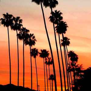 Palm Trees and Sunset Photography in LA, California.  Los Angeles Palm Tree Photography. Hollywood. California Photography, LA Photo. LA Art
