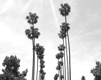 Black and White Palm Trees Photo Print, Los Angeles, California, California Photography. Los Angeles Photography, LA Home Decor LA Wall Art