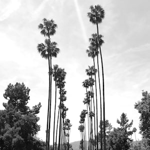 Black and White Palm Trees Photo Print, Los Angeles, California, California Photography. Los Angeles Photography, LA Home Decor LA Wall Art