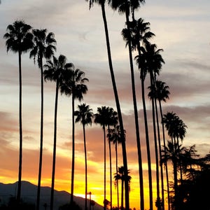 California Palm Trees with Sunset. Los Angeles Photography, Palm Tree Photo Print, California Photography. Wall Art, Art Print, Photo Print image 1