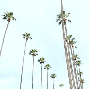 California Palm Trees Photo Print, Los Angeles Photography, Street Lined Palm Trees, Minimalist Home Decor, Black and White, LA Wall Art,