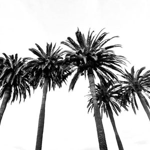 Black and White Palm Trees Photo Print. Los Angeles Palm Trees. L.A. Photograph Print California Photo. Beach Decor, Trees, BW Art, Wall Art