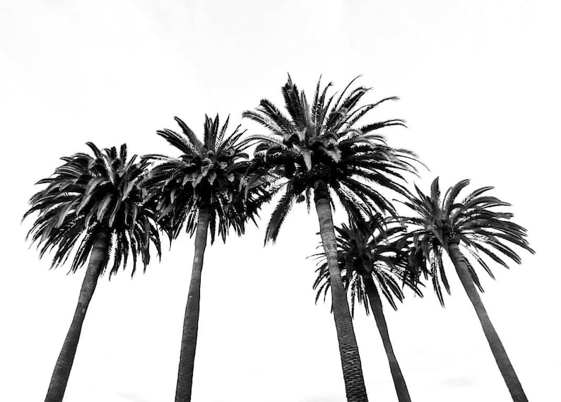 Black and White Palm Trees Photo Print. Los Angeles Palm Etsy