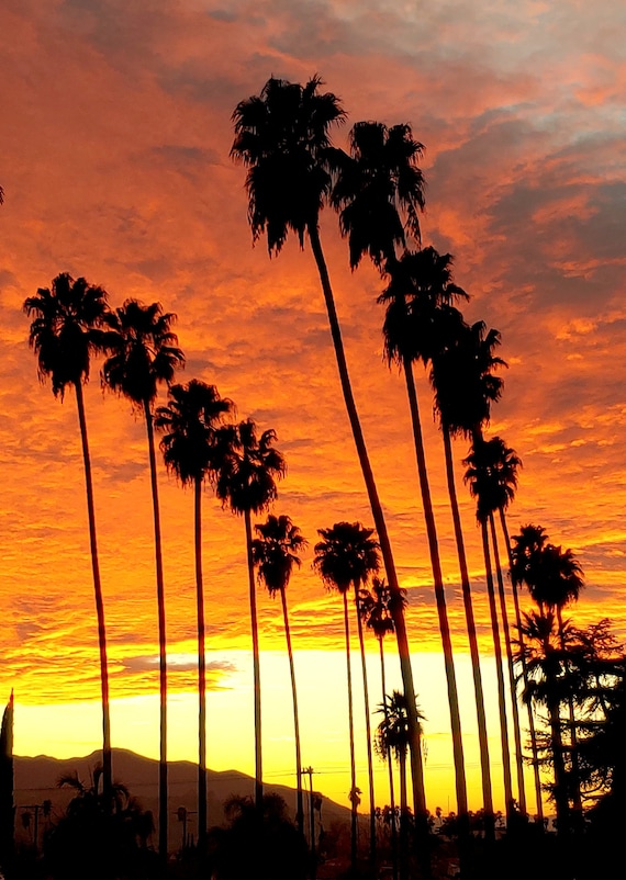 LA Photography, Sunset Photo With Palm Trees Dramatic Clouds, Palm