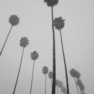 Black and White Palm Trees Photo Print. Los Angeles, Palm Tree Lined St., LA Photo, California Decor, Los Angeles Photography, BW Wall Art