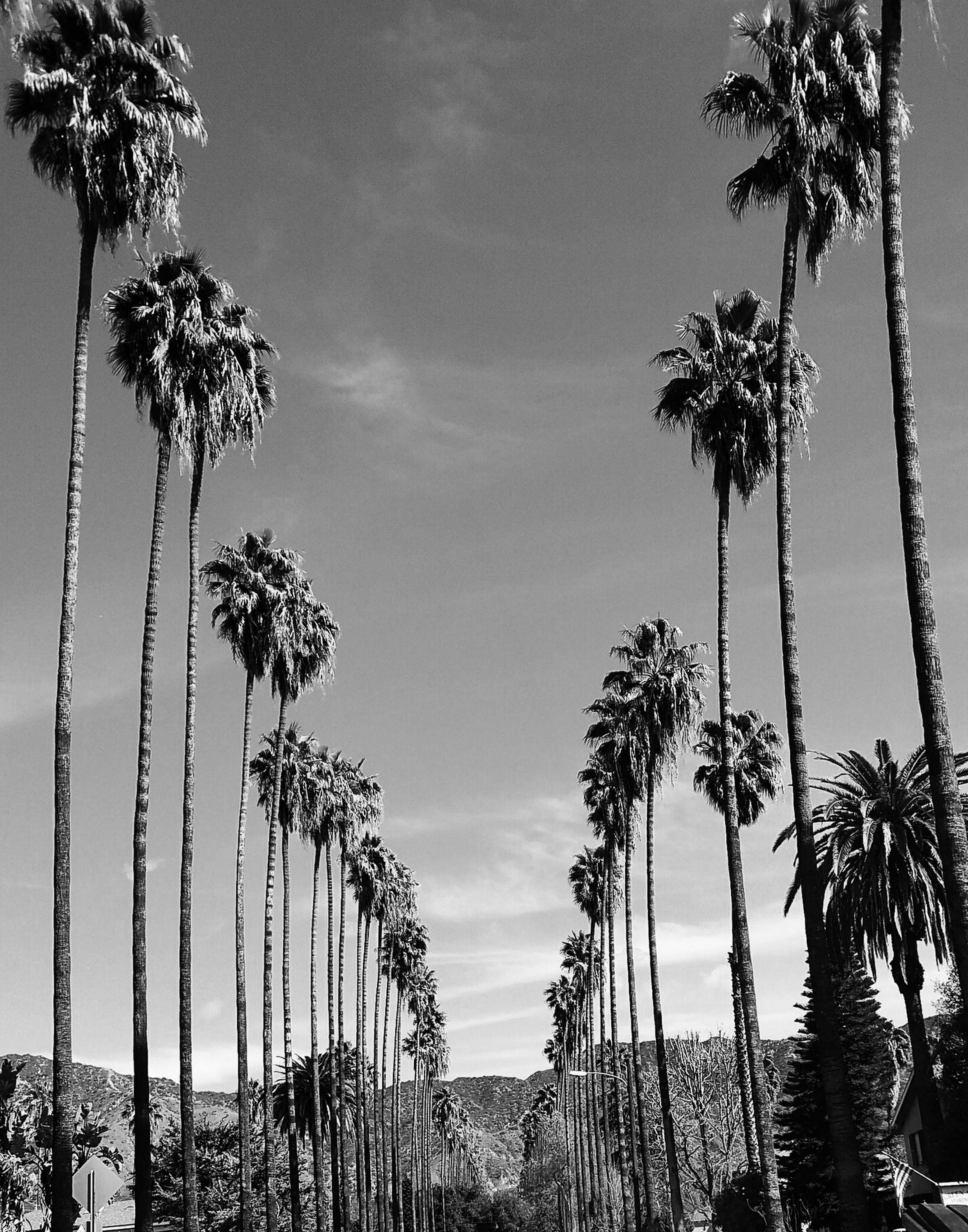 California Palm Tree Drawing Ubicaciondepersonas cdmx gob mx california-palm-tree-drawing-ubicaciondepersonas-cdmx-gob-mx