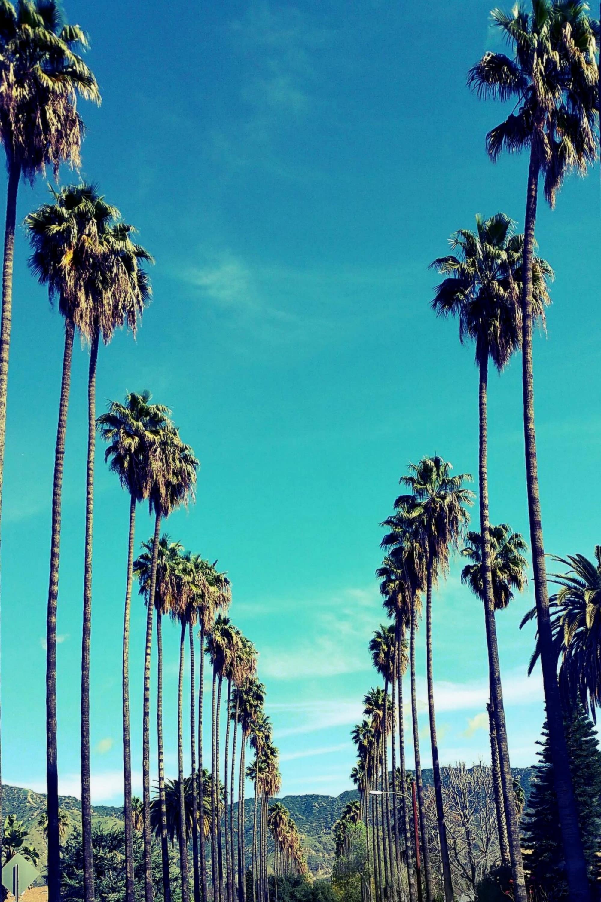 Palm Trees in Los Angeles California Palm Tree Lined Street