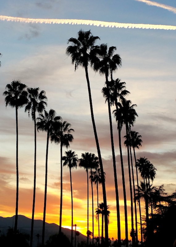 Palmiers De Californie Avec Coucher De Soleil Los Angeles Photographie Palm Tree Photo Impression En Californie Wall Art Art Print Photo