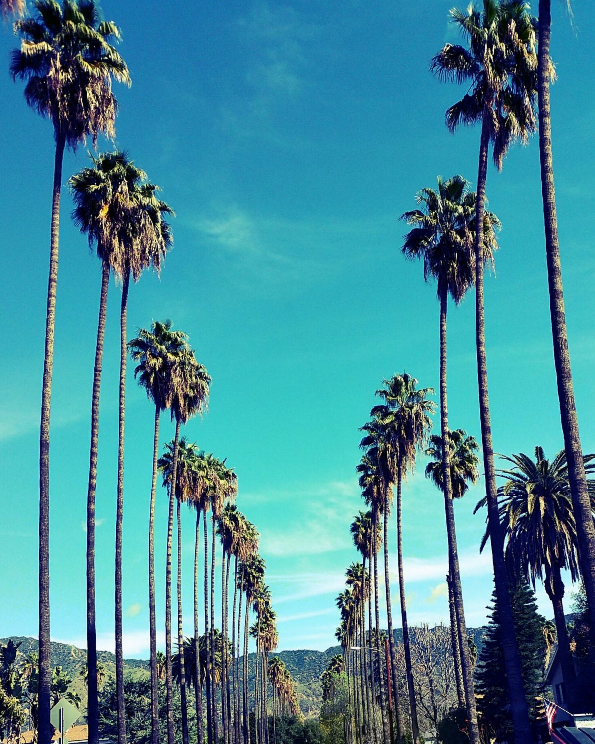 California palm tree deals