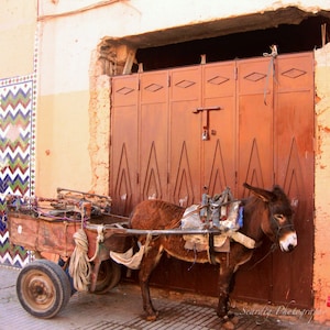 Morocco Photography. Moroccan Decor, Animal Photography, Moroccan Door Photo. Rustic Wall Art. Square Photo. Rustic. Home Decor. Wall Art.